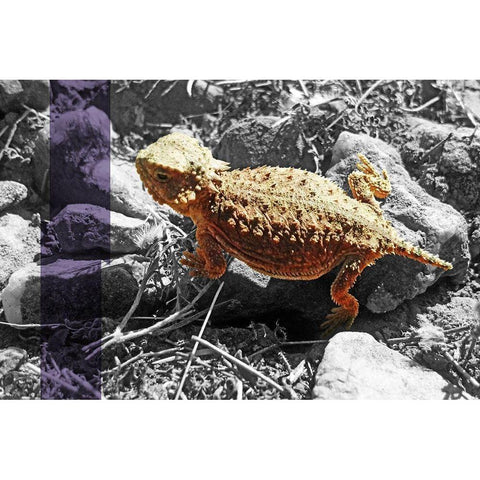 Horned Toad B-W Purple Stripe Black Modern Wood Framed Art Print by Popcorn