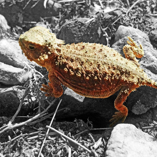 Image Only