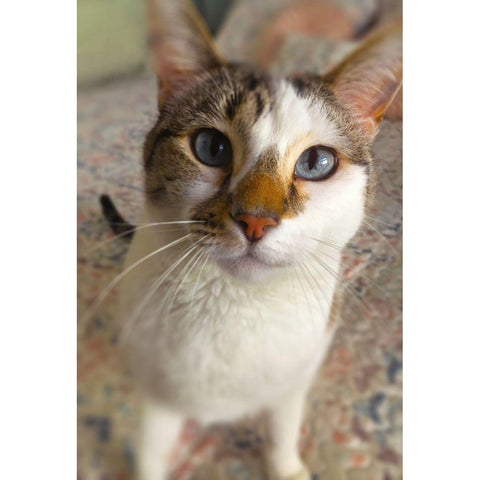 Gato White Modern Wood Framed Art Print by Popcorn