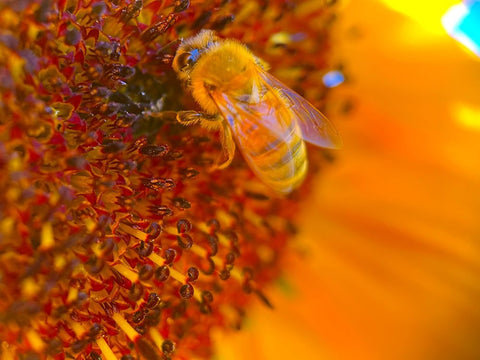 BeeOnSunflower1 White Modern Wood Framed Art Print with Double Matting by Tenoever, William