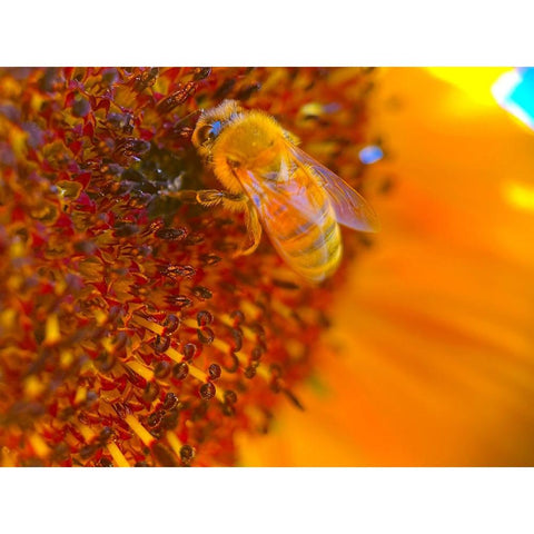 BeeOnSunflower1 Black Modern Wood Framed Art Print by Tenoever, William