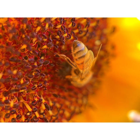 BeeOnSunflower2 Black Modern Wood Framed Art Print by Tenoever, William