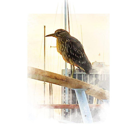 Yellow Crowned Night Heron Black Modern Wood Framed Art Print by Tenoever, William