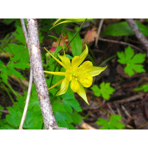 Columbine Black Modern Wood Framed Art Print by Popcorn