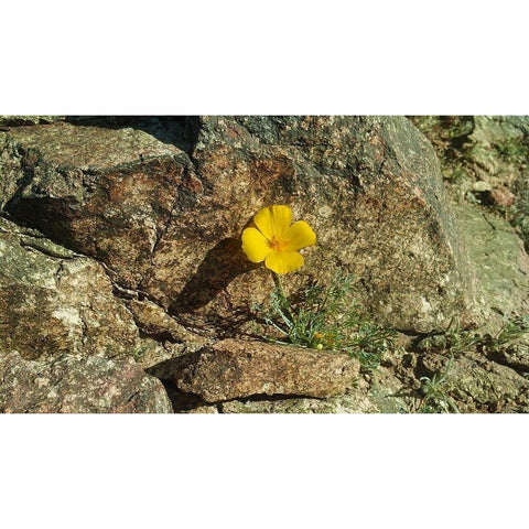 Poppies I Black Modern Wood Framed Art Print by Popcorn