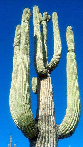 Saguaro 1 Black Ornate Wood Framed Art Print with Double Matting by Popcorn