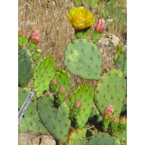 Prickly Pear II White Modern Wood Framed Art Print by Popcorn