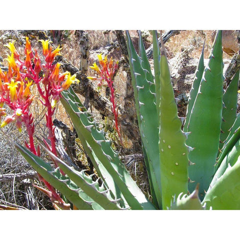 Rock Echeveria II W/ Agave White Modern Wood Framed Art Print by Popcorn