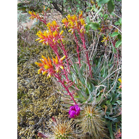 Rock Echeveria III W/ Hedgehog Cactus Black Modern Wood Framed Art Print by Popcorn