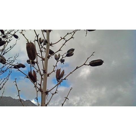 Yucca Pods Black Modern Wood Framed Art Print by Popcorn