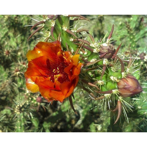 Cholla Bloom I White Modern Wood Framed Art Print by Popcorn