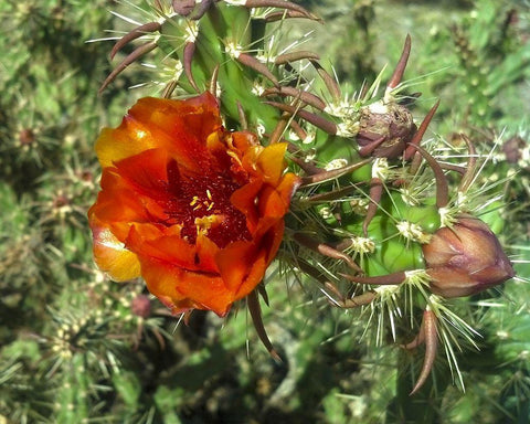 Cholla Bloom I Black Ornate Wood Framed Art Print with Double Matting by Popcorn