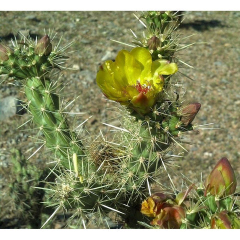 Cholla Bloom II White Modern Wood Framed Art Print by Popcorn