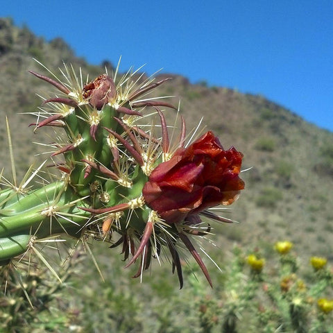 Cholla Bloom III Black Modern Wood Framed Art Print with Double Matting by Popcorn