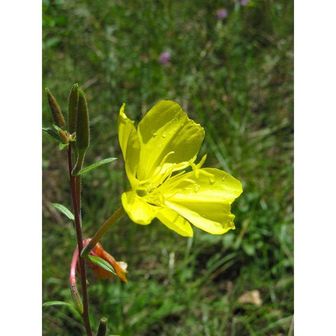 Poppies II : After the Rain Black Modern Wood Framed Art Print with Double Matting by Popcorn