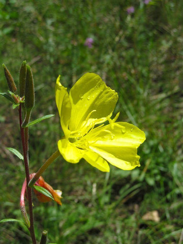 Poppies II : After the Rain Black Ornate Wood Framed Art Print with Double Matting by Popcorn