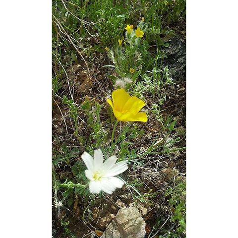 Wildflowers I White Modern Wood Framed Art Print by Popcorn