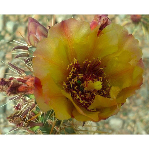 Cholla Bloom V Gold Ornate Wood Framed Art Print with Double Matting by Popcorn