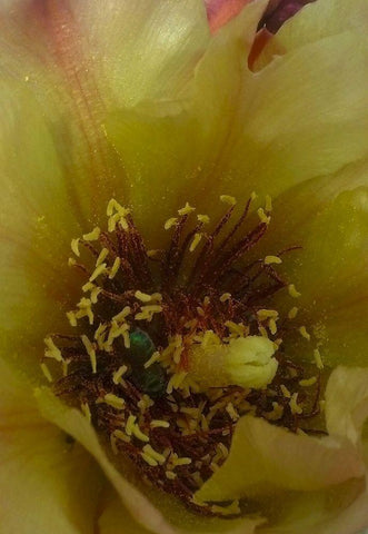 Cholla Bloom VI White Modern Wood Framed Art Print with Double Matting by Popcorn