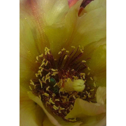 Cholla Bloom VI Black Modern Wood Framed Art Print by Popcorn