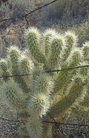 Teddy Bear Cholla White Modern Wood Framed Art Print with Double Matting by Popcorn