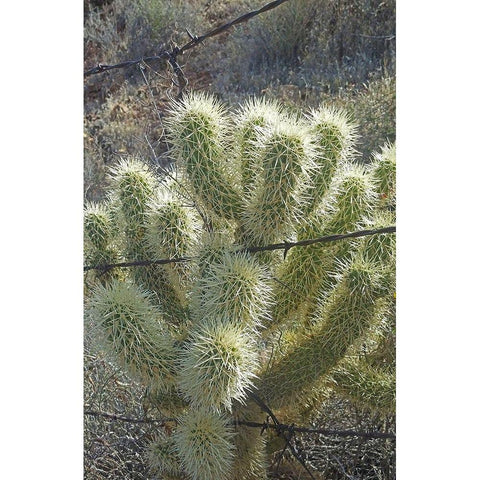 Teddy Bear Cholla Black Modern Wood Framed Art Print by Popcorn