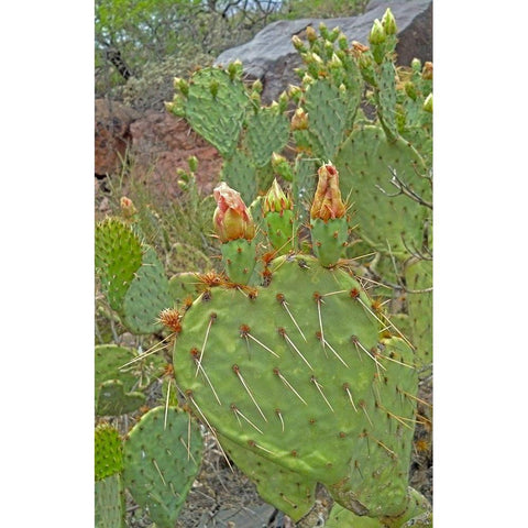 Prickly Pear I: Heart Black Modern Wood Framed Art Print by Popcorn