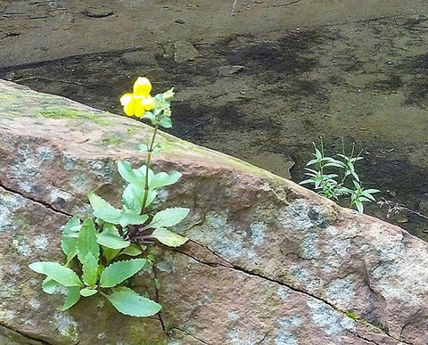 Riparian I Black Ornate Wood Framed Art Print with Double Matting by Popcorn