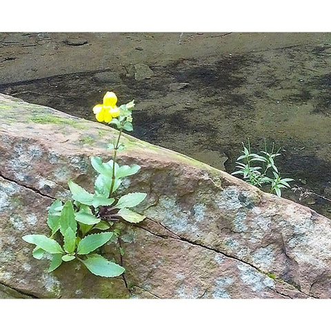 Riparian I Black Modern Wood Framed Art Print by Popcorn