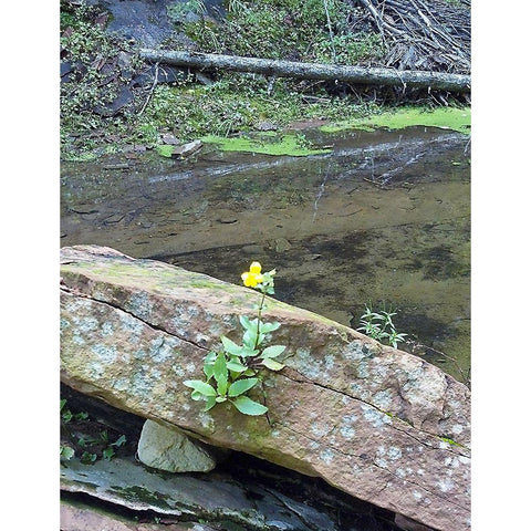 Yellow Flower Black Modern Wood Framed Art Print with Double Matting by Popcorn