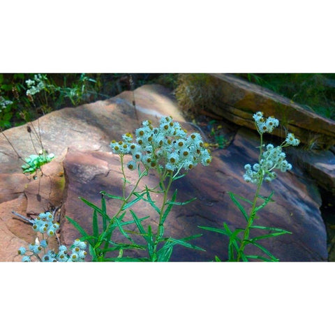 Pearly Everlasting Black Modern Wood Framed Art Print with Double Matting by Popcorn