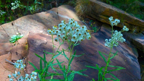 Pearly Everlasting White Modern Wood Framed Art Print with Double Matting by Popcorn