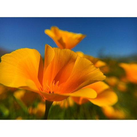 Poppies III Black Modern Wood Framed Art Print by Popcorn