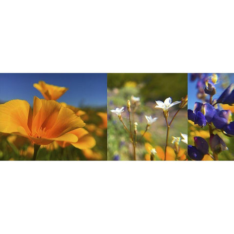 Wildflower Collage Gold Ornate Wood Framed Art Print with Double Matting by Popcorn