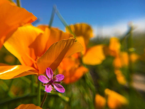 Wildflower II Black Ornate Wood Framed Art Print with Double Matting by Popcorn