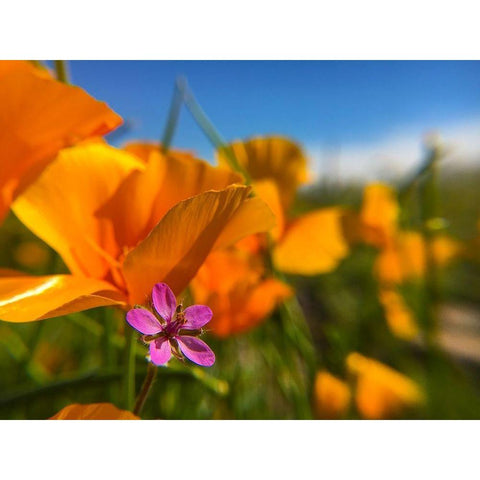 Wildflower II Black Modern Wood Framed Art Print by Popcorn