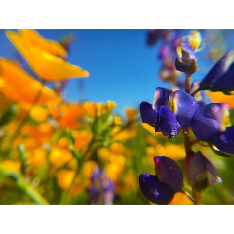 Wildflower III Black Modern Wood Framed Art Print by Popcorn