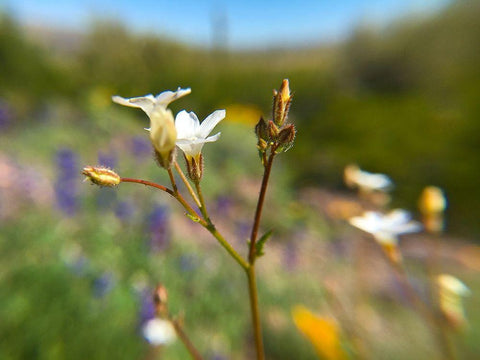 Wildflower V White Modern Wood Framed Art Print with Double Matting by Popcorn