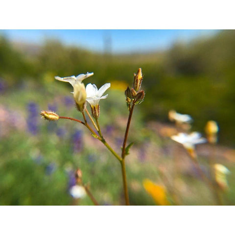 Wildflower V Gold Ornate Wood Framed Art Print with Double Matting by Popcorn