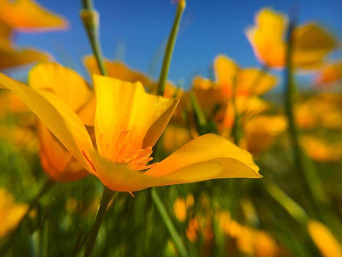 Wildflower VII Black Ornate Wood Framed Art Print with Double Matting by Popcorn