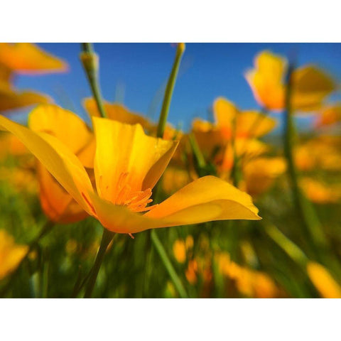 Wildflower VII Black Modern Wood Framed Art Print by Popcorn