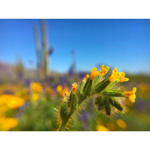 Wildflower VIII Black Modern Wood Framed Art Print by Popcorn