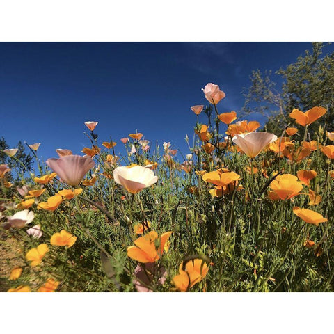 Wildflower X White Modern Wood Framed Art Print by Popcorn