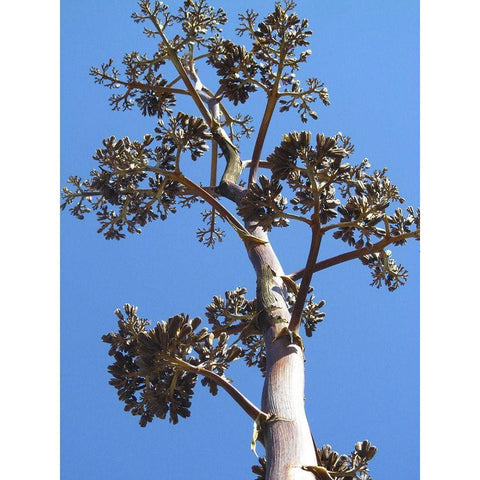 Century Plant I Gold Ornate Wood Framed Art Print with Double Matting by Popcorn