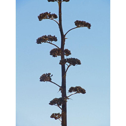 Century Plant II White Modern Wood Framed Art Print by Popcorn