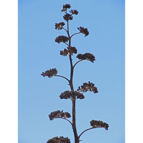 Century Plant III Black Modern Wood Framed Art Print by Popcorn