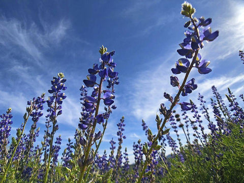Wildflowers XI, Lupine Black Ornate Wood Framed Art Print with Double Matting by Popcorn