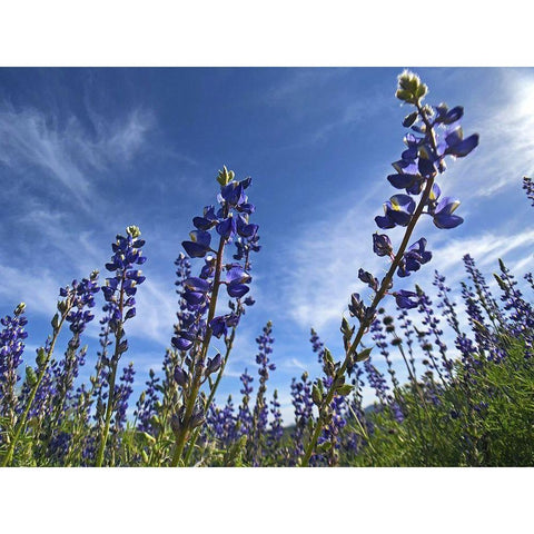 Wildflowers XI, Lupine Gold Ornate Wood Framed Art Print with Double Matting by Popcorn