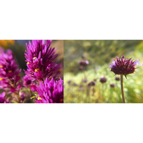 Wildflowers Collage I Black Modern Wood Framed Art Print by Popcorn