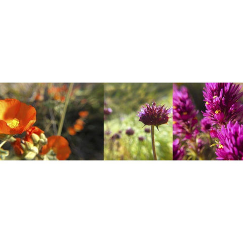 Wildflowers Collage II Black Modern Wood Framed Art Print by Popcorn